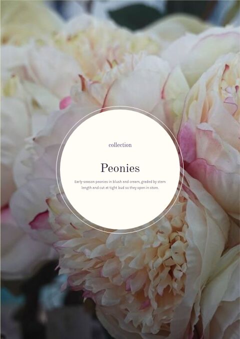 Women’s Day 8 March — Collection Divider page